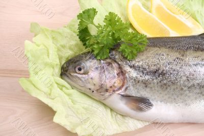 rainbow trout