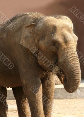 Elephant