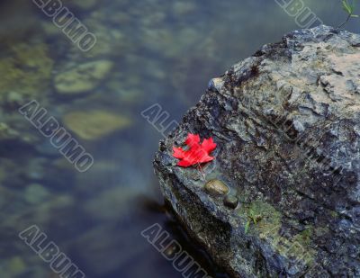 Canyon Maple Leaf
