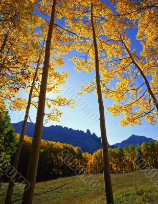YellowForestClearing