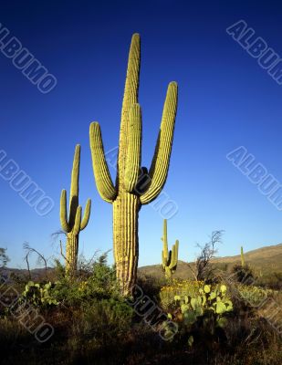 Saguaro Cactus #1