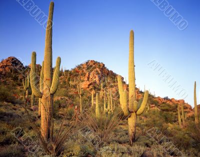 Saguaro Cactus #7