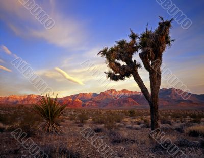 Mojave Yucca & Desert