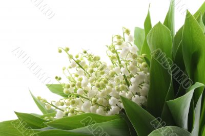 lily of the valley