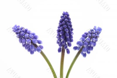 muscari