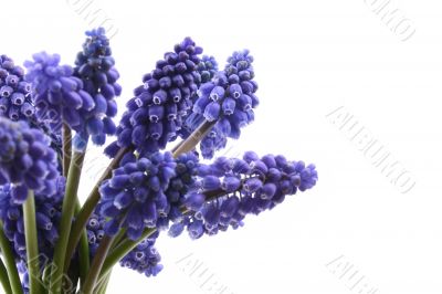 muscari