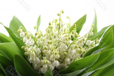 lily of the valley