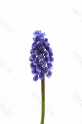 muscari
