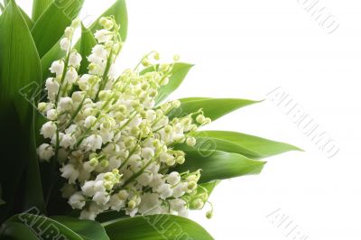lily of the valley