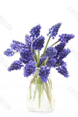 muscari
