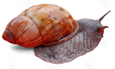 Caracol