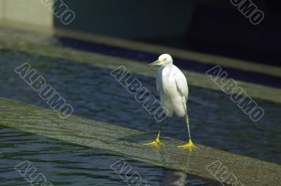 Heron inside the fountain