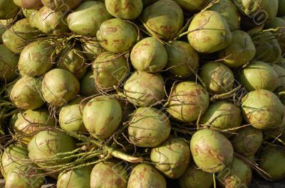 Coconut