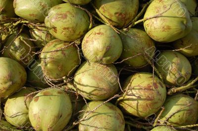 Coconut