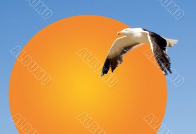 Seagull
