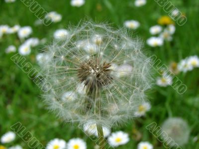 Dandelion