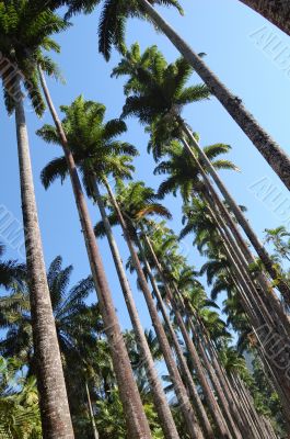 Palm tree