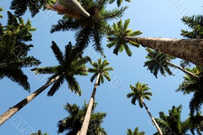 trees