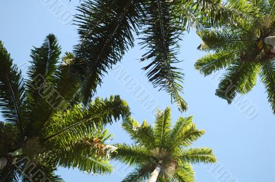 Trees