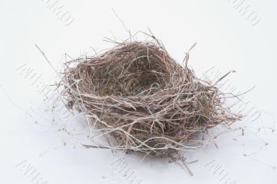 birds nest