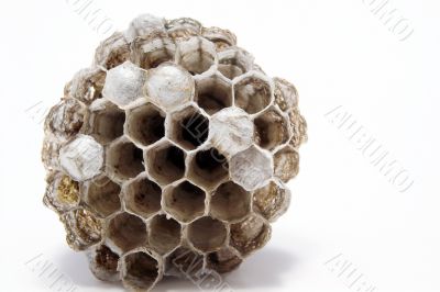 Wasp`s Nest