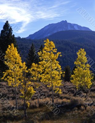 MN0009AspenTrees&MtDana(V)
