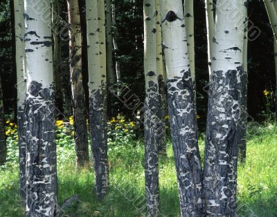 MN0011Aspens&Flowers