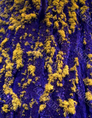 MN0014BlueBarkYellowLichen