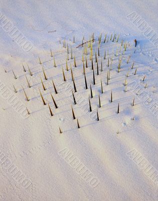 MN0018BuriedSoaptreeYucca