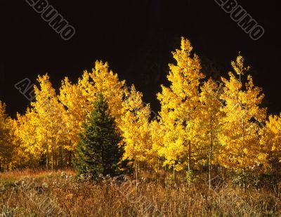 MN0038Conifer&AspenTrees