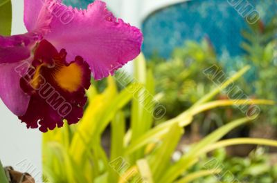 Orchid