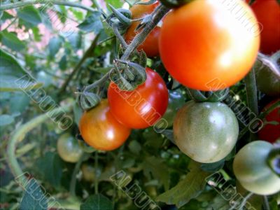 Baby Tomatoes