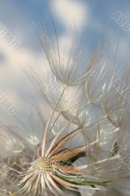 Dandelion and wind