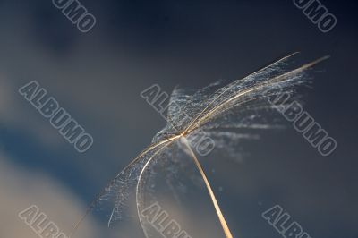 Dandelion and wind
