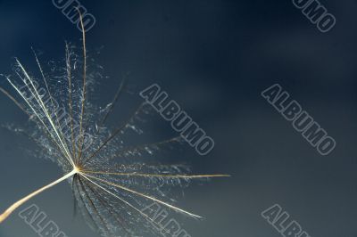 Dandelion and wind