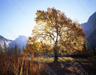 English Elm & Half Dome