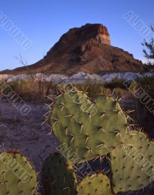 Heart Shaped Cactus