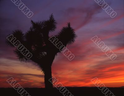 JoshuaTree