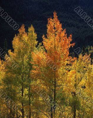Orange & Yellow Aspens