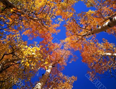 Orange Aspen Canopy