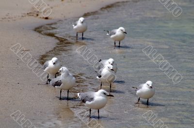 Birds