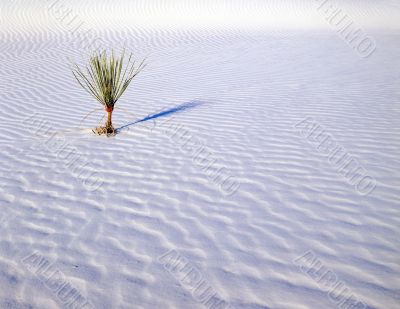 Small Soaptree Yucca (H)
