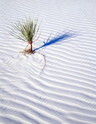 Small Soaptree Yucca (V)