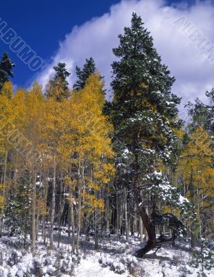Snow Aspens