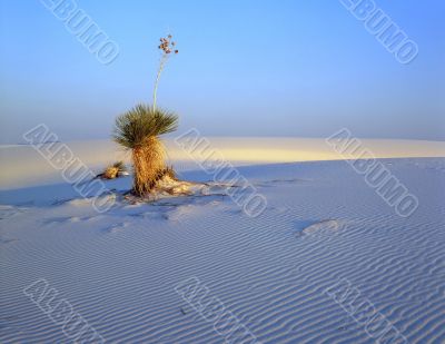 Soaptree Yucca (H)