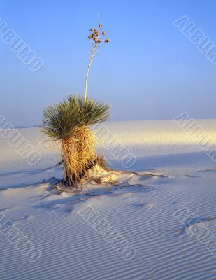 Soaptree Yucca (V)