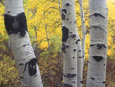 Three Aspens