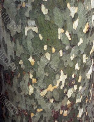 Tree Bark