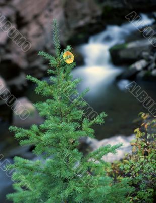 Tree Decoration