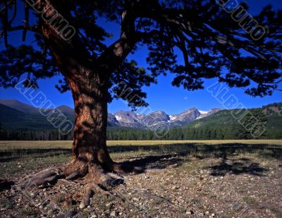 Tree Mountains & Moon